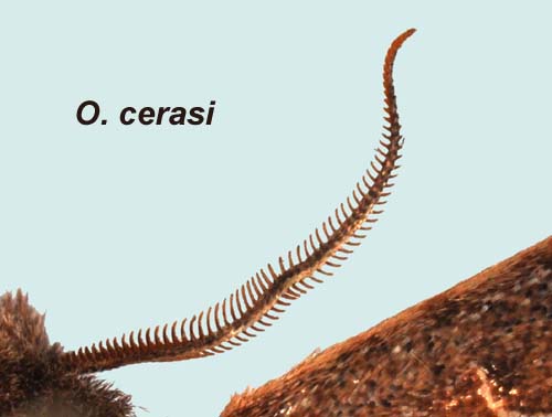 antenne mâle Orthosia cerasi